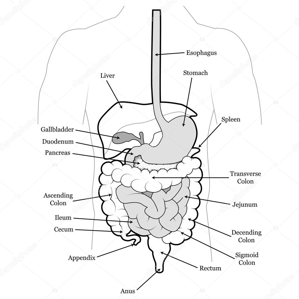 Human abdomen organs