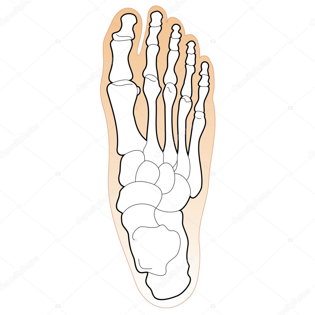 Foot Bone Chart