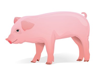 Realistic pig illustration clipart