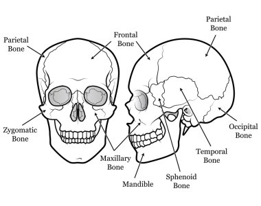 Skull Chart clipart