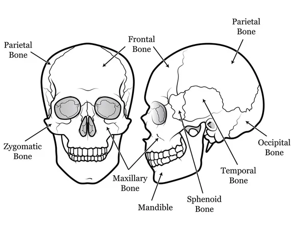 Grafico del cranio — Vettoriale Stock