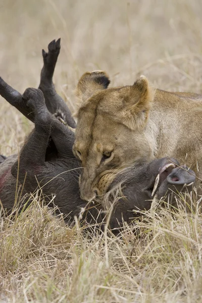 Löwin tötet Warzenschwein in der Masai-Mara — Stockfoto