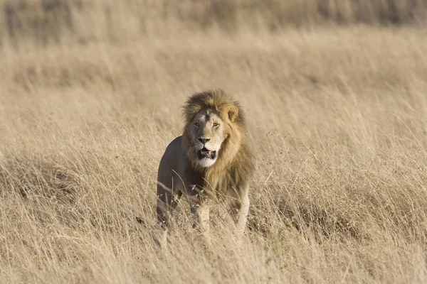Muž Lev v masai mara — Stock fotografie