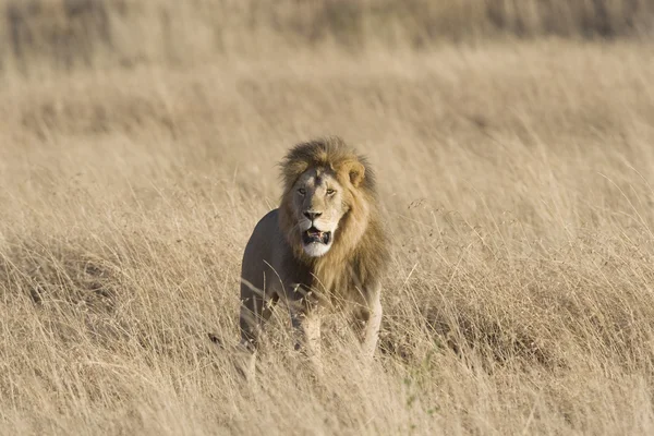 Leão macho na Masai Mara — Fotografia de Stock