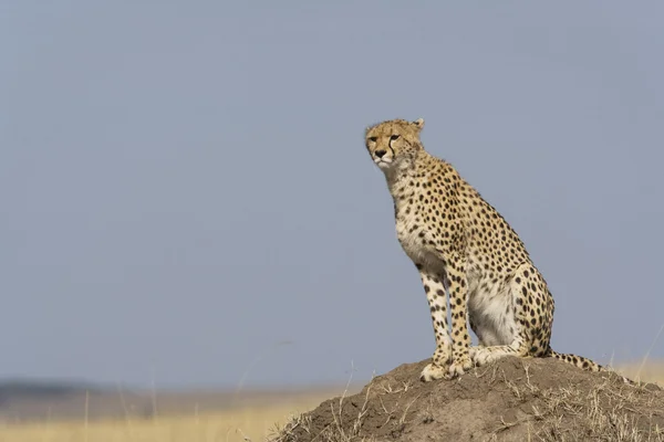 Женщина-гепард смотрит на Масаи Мара — стоковое фото