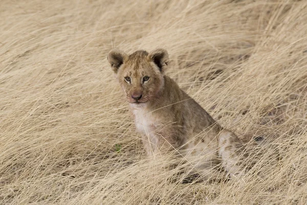 Cachorro león en el Masai Mara - Kenia — Foto de Stock