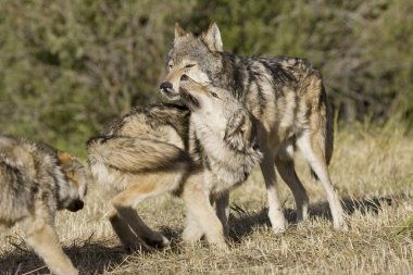 Wolves display bonding rituals clipart