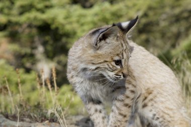 Bobcat kitten in the woods clipart