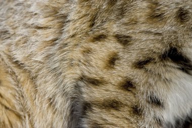 Close up of Bobcat fur clipart