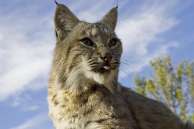 Puma usa un árbol como un buen punto de vista