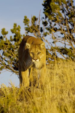 Dağ aslanı, Puma Montana