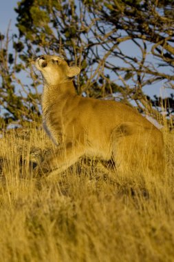 Dağ aslanı, Puma Montana