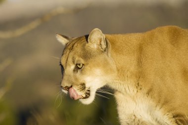 Mountain Lion licks his lips clipart