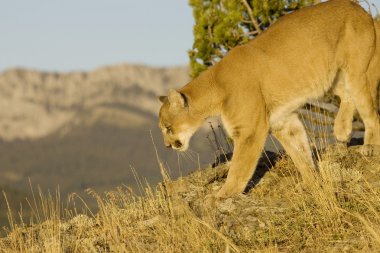 Dağ aslanı, Puma Montana