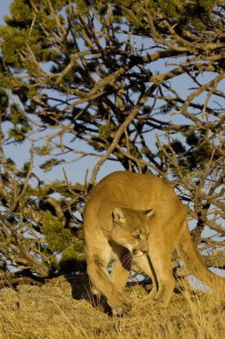 Dağ aslanı, Puma Montana