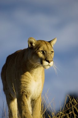 Dağ aslanı, Puma Montana