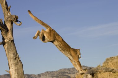 Dağ aslanı, Puma Montana