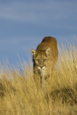 Dağ aslanı, Puma Montana