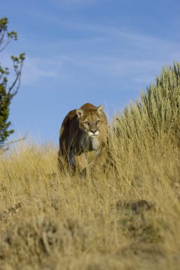 Dağ aslanı, Puma Montana