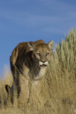 Puma uzun çimlerde yürüyor