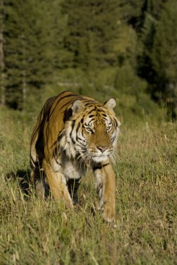 Siberian Tiger emerges from the woodlands clipart