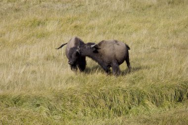 2 Amerikan bizonu selamlıyorum ve yellowstone bağ