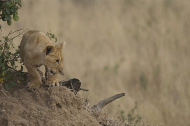 Aslan yavrusu masai mara - kenya yürür.