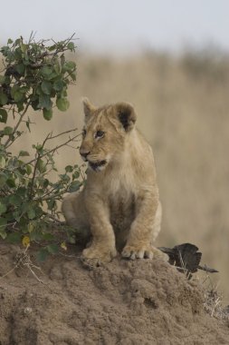 Aslan yavrusu, masai mara - kenya