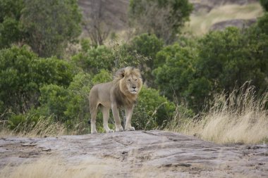 masai mara içinde erkek aslan