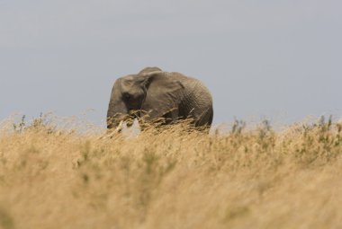 fil masai mara düzlükleri yürür