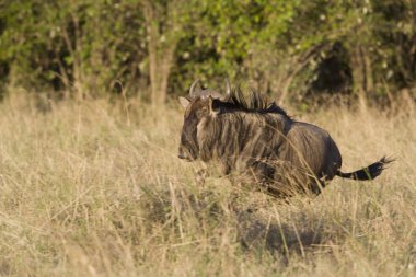 Nehre doğru çalışan wildebeest