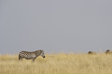 Masai Mara 'da zebra