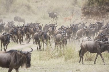 Nehre doğru göç üzerinde çalışan wildebeest