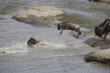 mara nehri geçerken antilop sürüsü
