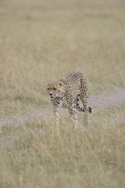 cheetah masai mara içinde yürüyüş