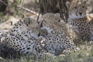 masai mara Cheetah ailesi