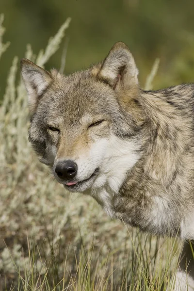 Lobo fêmea adulto emerge da floresta — Fotografia de Stock