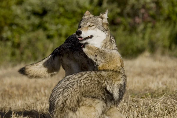 オオカミ表示結合の儀式 — ストック写真