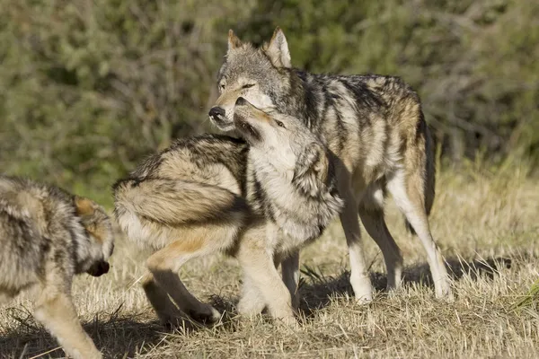 Lobos muestran rituales de unión —  Fotos de Stock