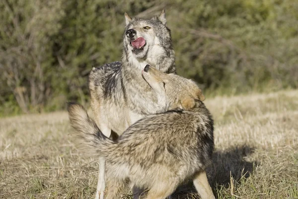 Wolves display bonding rituals — Stock Photo, Image