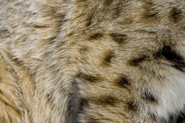 Close up de pele Bobcat — Fotografia de Stock