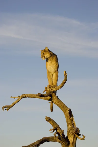 Cougar uses a tree as a good vantage point — Stock Photo, Image