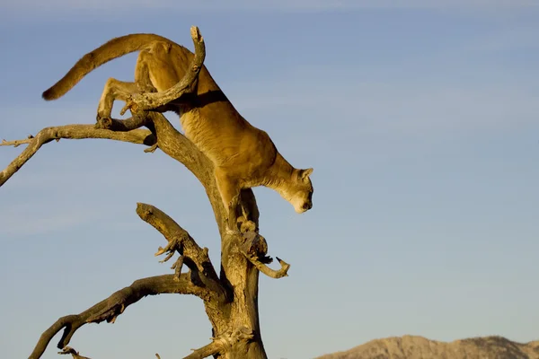 León de montaña se prepara para saltar de un árbol — Foto de Stock