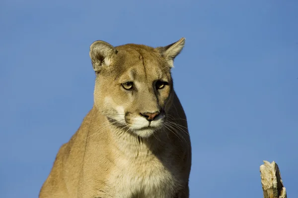 Puma, Puma i montana — Stockfoto