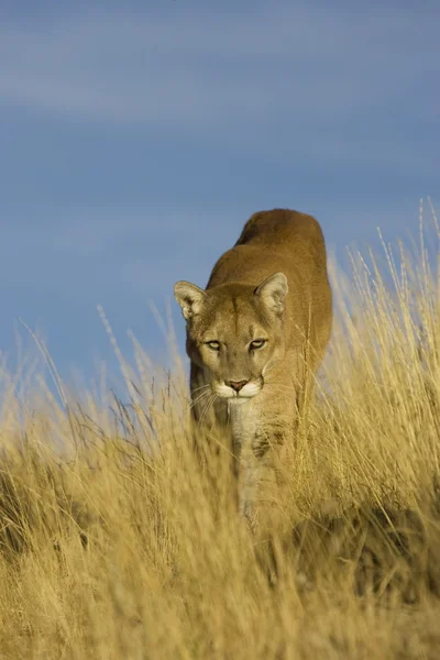 Puma, Puma w montana — Zdjęcie stockowe