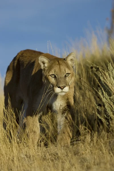 Dağ aslanı, Puma Montana — Stok fotoğraf