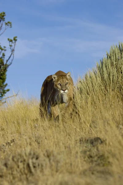 Puma, Puma v Montaně — Stock fotografie