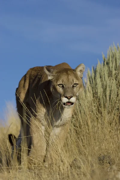 Puma uzun çimlerde yürüyor — Stok fotoğraf