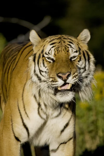Tigre siberiano em movimento — Fotografia de Stock