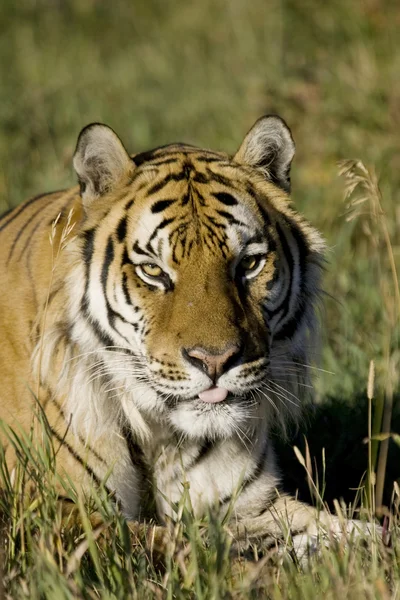Szibériai tigris állapít meg az erdő szélén — Stock Fotó